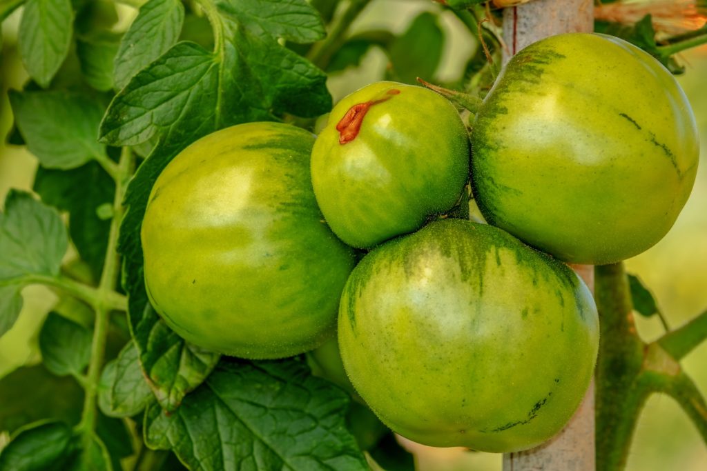 Idée recette_Que faire avec des tomates vertes ?!